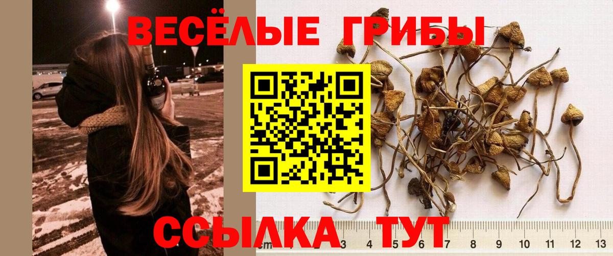 Галлюциногенные грибы Cubensis  Псилоцибиновые грибы мицелий  купить   Кубинка  Вход с VPN 